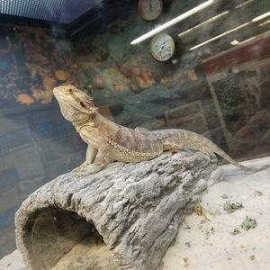 Meet your Posher, Savannah